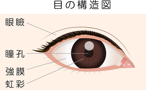 目の構造図